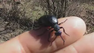 Meet Meloe violaceus, the violet oil beetle