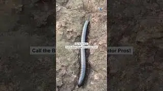 Say Goodbye to Pests in Baton Rouge! 🦟 #PestExterminator #BatonRouge #PelicanPestControl