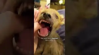 Dog Looks Like a Coyote For Mysterious Reason