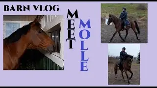 Barn Vlog - Meet Molle