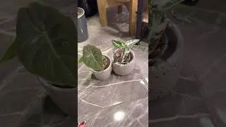 Tgk: Alina_greenplants #houseplants #plants #alocasia #variety #garden #plantreplanting