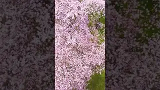 Cherry blossom / Tom McCall waterfront park Downtown Portland Oregon 2023