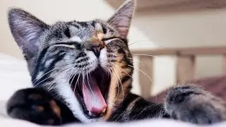 Cat Sound Effect