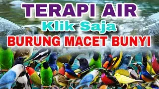 KLIK SAJA..KHUSUS UNTUK BURUNG MACET BUNYI , TERAPI AIR UNTUK SEMUA JENIS BURUNG MACET BUNYI 