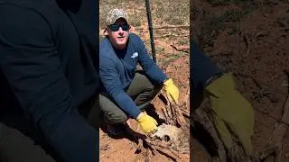 Setting snares on fence lines for coyotes
