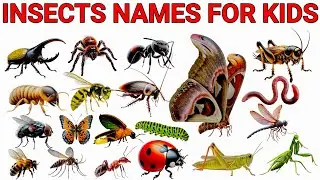 Insects Names | Learn 20 Insects Name For Kids In English | Learn Bugs & Insects in English | learn 