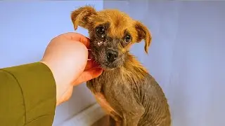 Starving Street Dog Collapses in the Cold &mdash; Then a Stranger Changes Everything
