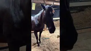 Last night Raven was 327 days pregnant! #Horse #horses #pony #animals