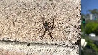 Saint Andrew's Cross Spider (Argiope keyserlingi) (2022-11-20)