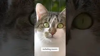 Mysterious Communication