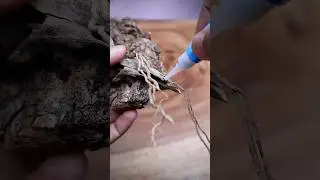 Display Mount for a Tillandsia