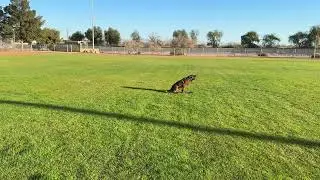 Training by yourself- Belgian Malinois work