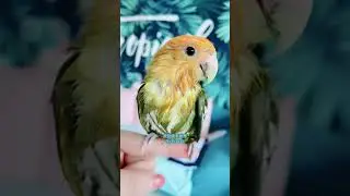 The Smartest Parrots