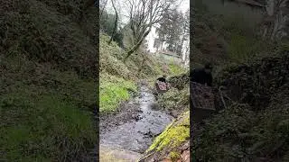 Cleaning up the local creek #nature #cleanup #bigthymers