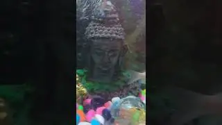 bhagwan #motivation #trending #fish #youtubeshorts