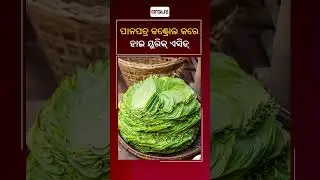 Betel Leaf Controls Uric Acid