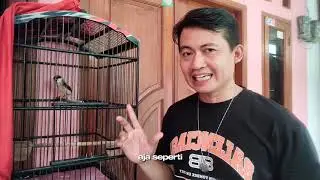 TIPS AMPUH MERAWAT CENDET MUDA HUTAN,AGAR CEPAT JINAK