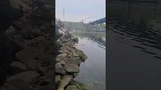 Jigging up Bridge 🌉 Monsters ‼️ Fishing for Tautog #blackfish #fishing  #sports #outdoors #saltwater