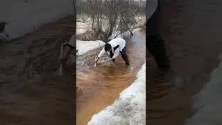 Death fish collected from snow area.  #ytshorts #fishing