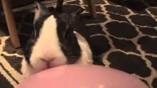 Tiger the Dutch rabbit chasing his balloon/3rd video