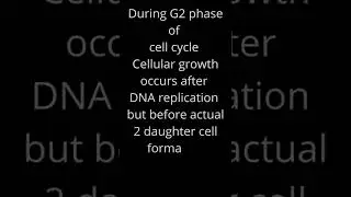 G2 phase