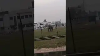 &ldquo;Jungle Ka Raja Hathi 🐘 | Amazing Elephant Video&rdquo;// desi vibes ✨#Hathi #ViralShorts  #AnimalLovers