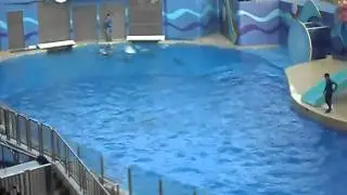 dolphine show (hongkong) jananice