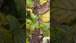 Autumn Fruiting Raspberries!