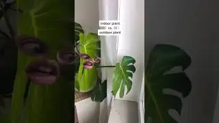 Story of outdoor plants | 🌱Indoor plants in UAE