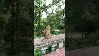 Baby monkey
