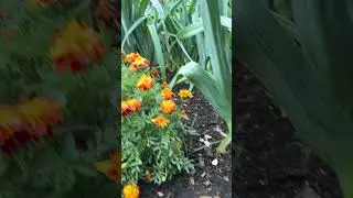 Big yield from small space with no dig leeks|| Charles Dowding