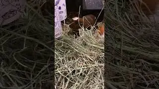 Fresh  hay vibes! #youtubeshorts #guineapigmom #guineapigsofyoutube #nutmeg #sweetchonk #guinealady