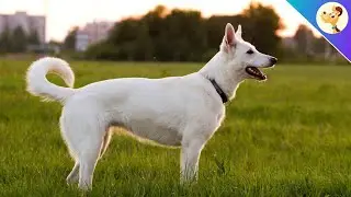 Weißer Schweizer Schäferhund ▶︎ Charakter, Haltung & Pflege ✅