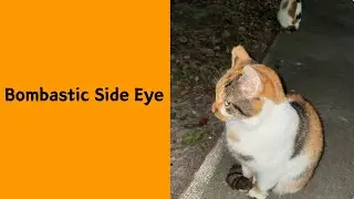 50 No-Context Cat Photos With Zero Context And Maximum Confusion