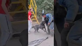 🔥Cool Cane Corso Prometheus attacks the intruder. #GUARDODESSA Training of service dogs. Odessa.