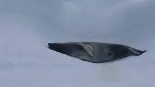 Crabeater Seal - ParadiseBay