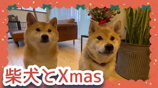生まれて初めてXmasツリーとご対面した柴犬兄弟コジロウ＆ムサシ #柴犬 #shibainu 