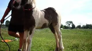 Nutmeg   June, 2021
