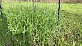 Winter rye for better soil and healthier deer herd