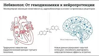 Небиволол имитирует эстроген и защищает мозг