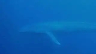 Blue Whale under water Timor-Leste, October 25th 2024