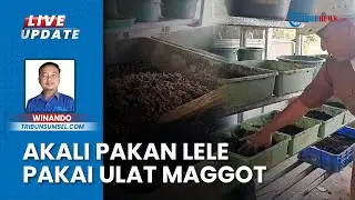 Perangkat Desa di Bangsal OKI Budidaya Ulat Maggot Tinggi Protein untuk Atasi Harga Pakan Lele