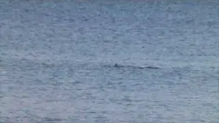 Update Pygmy Killer Whales off Maui May 19,2009