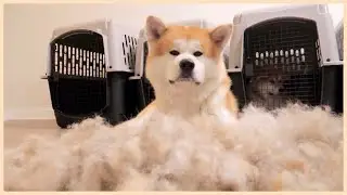 강아지 털갈이 시즌을 좋아하는 특별한 이유