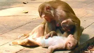 Amazing Luna: The Best Mother Monkey Caring for Multiple Babies at Once