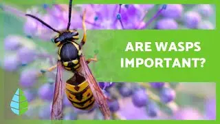 WHAT ARE WASPS USEFUL FOR? 🐝💛 (4 Functions)