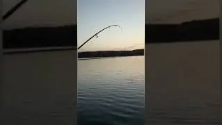 Fishing in Ireland lake in Meath pike perch and bream roach hybrid