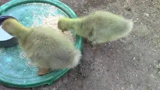 Gansos Bebes
