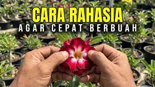 Cara Membuahkan Adenium Bunga Tumpuk