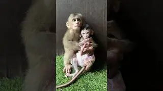 Big boy like hug baby meta #shorts #youtubeshorts #cute #animals #monkey